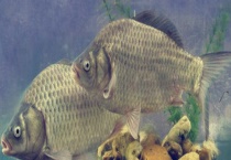 初春野钓鲫鱼技巧及注意事项 附调漂技巧