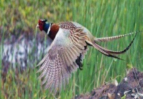 养野鸡需要什么手续 有什么优势？