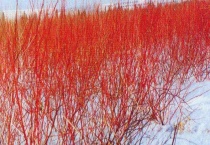 红瑞木有毒吗？