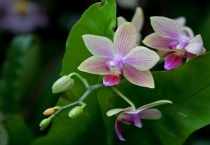 兰花无根能栽活吗？