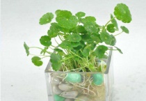 铜钱草能泡在水里养吗？