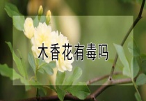木香花有毒吗？