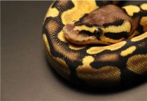 玉米蛇一年能长多大