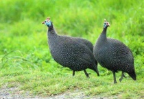 珍珠鸡一天下几个蛋