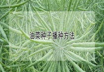 油菜种子播种多久？