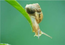蜗牛的克星