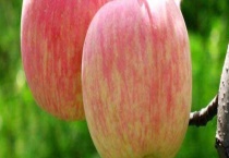 苹果坐果率低的原因及解决方法 注意要均衡上肥、改良土壤