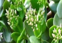 落日之雁和玉树的区别？