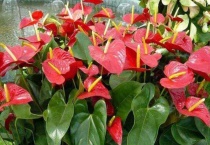 红掌的花为什么枯萎了