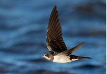 报春使者是什么鸟