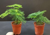 云竹和文竹的区别？