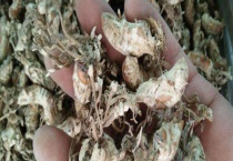 蝉花怎么吃 附蝉花食用方法操作