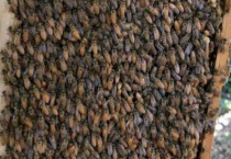 一箱三脾蜜蜂一年可以分几箱