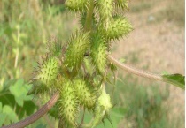 苍耳靠什么传播种子 采用什么方式