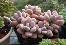 桃蛋怎么养的肥肥胖胖红红的