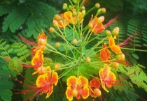 凤凰花的栽培多久？