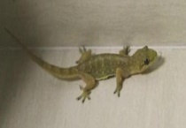 壁虎的分布范围 壁虎的天敌