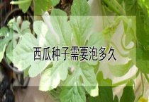 西瓜种子需要泡多久？