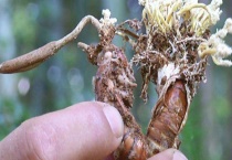 什么是知了花 有哪些吃法