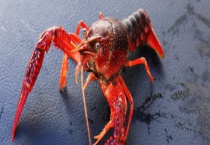 如何选择龙虾 附龙虾基本介绍