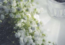 买回来的满天星怎么养