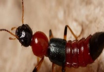 隐翅虫真的有毒吗？是怎么感染的 皮炎怎么治疗