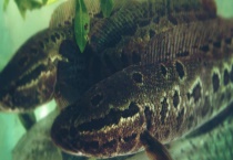 黑鱼和鲶鱼的区别？ 有以下四方面