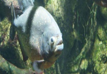 食人鱼的天敌有哪些 附品种介绍和分布地区