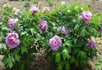 刚栽的牡丹秋发怎么办？