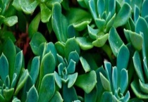 厚脸皮几年开花