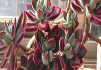 红兔耳和锦晃星的区别？