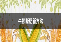 牛犊断奶新多久？