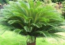 铁树冻黄了是不是死了