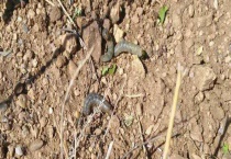 小地老虎的防治方法 附其危害特征