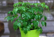 幸福树可以扦插繁殖吗？