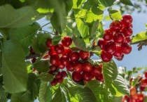 樱桃树正常几月份落叶