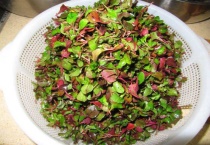 台湾枸杞菜的害处