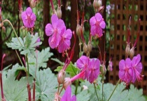 老鹳草与老鹤草有什么不同 附老鹳草的繁殖多久？