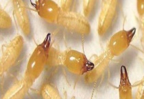 白蚁的生活环境 以及对环境的要求