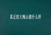 真正的大梅山猪什么样