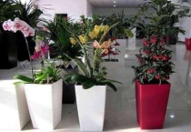 花盆没有孔可以养花吗？