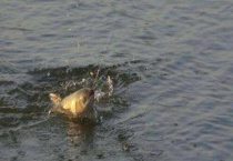 秋季钓鲤鱼钓深水还是浅水？钓点有哪些？