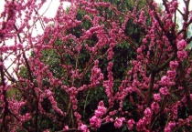 紫荆花什么时候开花