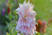 天麻花与大丽花的区别？