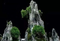 下山桩回芽补救多久？