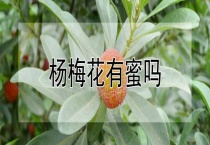 杨梅花有蜜吗？