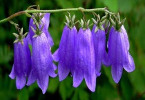 风铃花蔫了怎么多久？