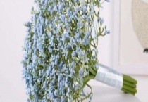 满天星送恋人可以吗？