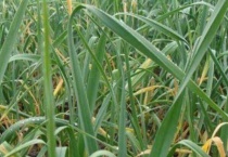 大蒜叶子发黄怎么回事