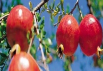 石榴什么时候成熟？附石榴的产地及不开花的原因？